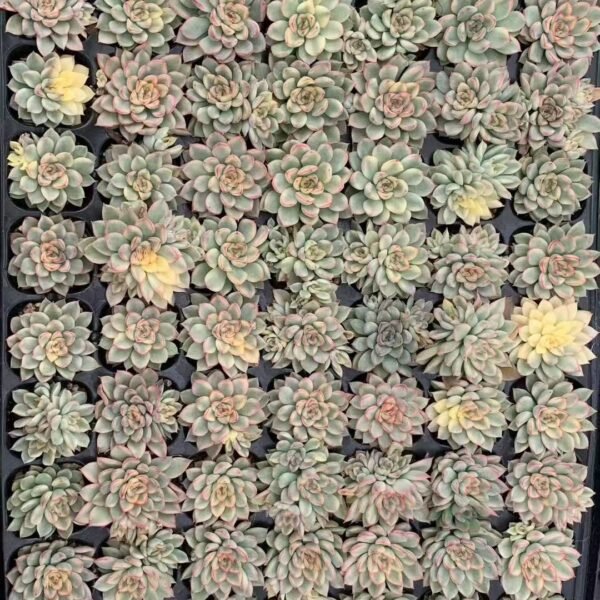 060. Echeveria ‘Mebina’ f. variegata