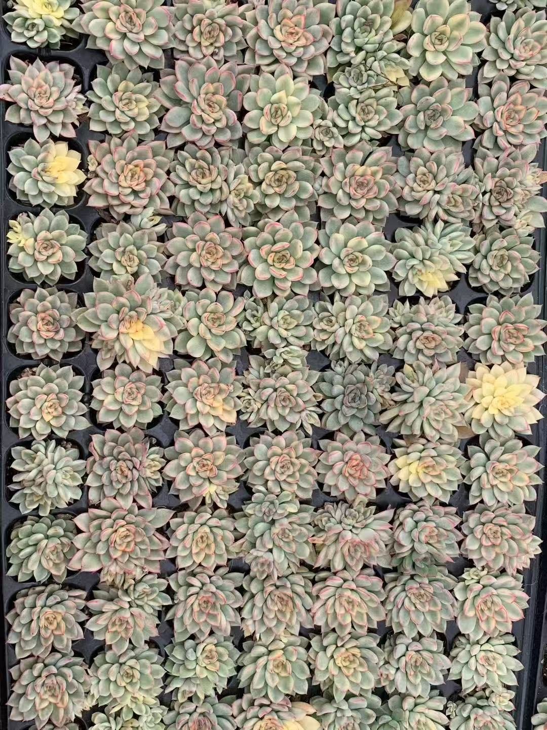 Echeveria 'Mebina' f. variegata