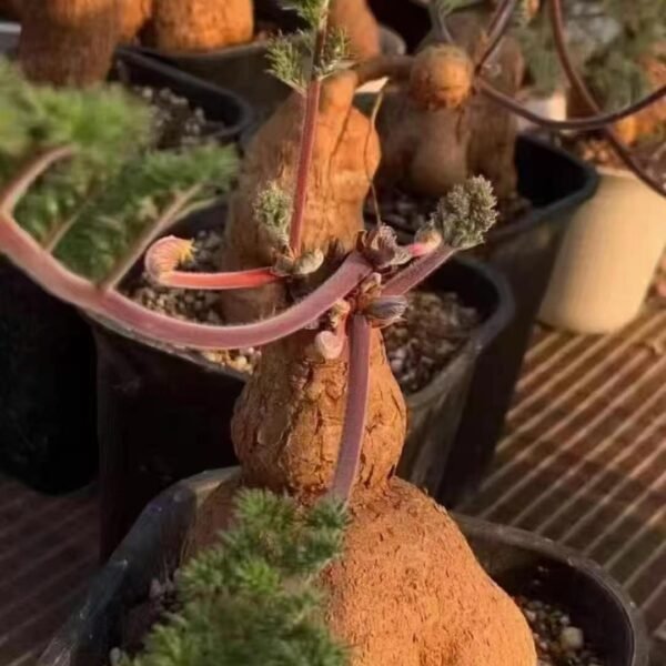 007. Pelargonium triste