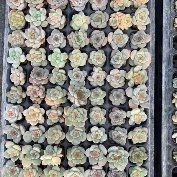 Echeveria ‘Ice Soul’