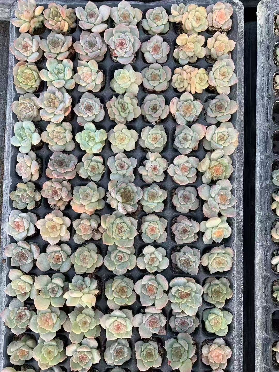 Echeveria 'Ice Soul'