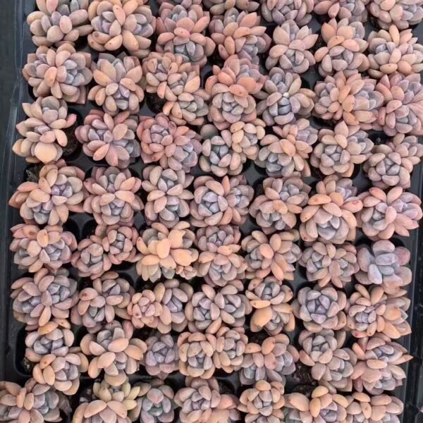 097. Echeveria ‘Ice green’