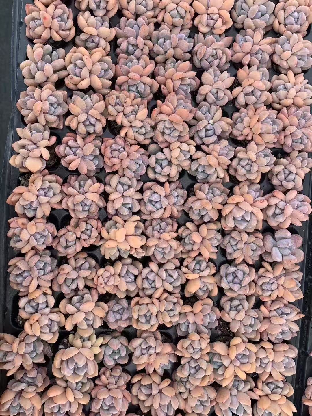 Echeveria 'Ice green'