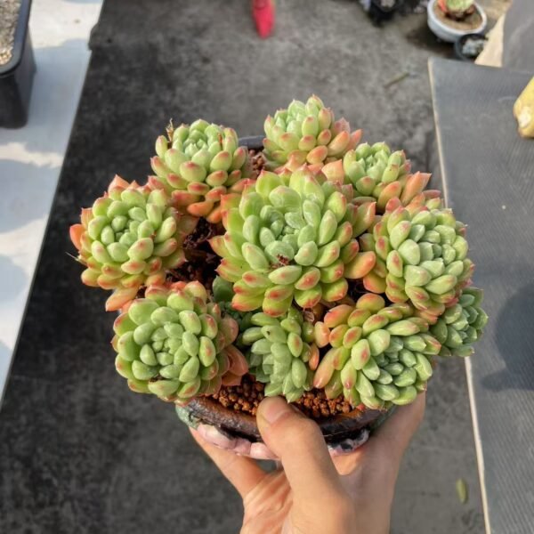 Echeveria cv. Perle von Nürnberg