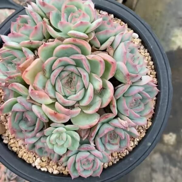 032. Echeveria ‘Silhouette’