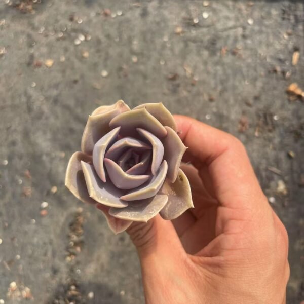 169. Echeveria ‘Perle von Nürnberg’