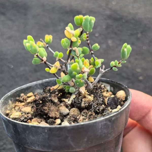 002. Echeveria ‘Shrimp Claw’