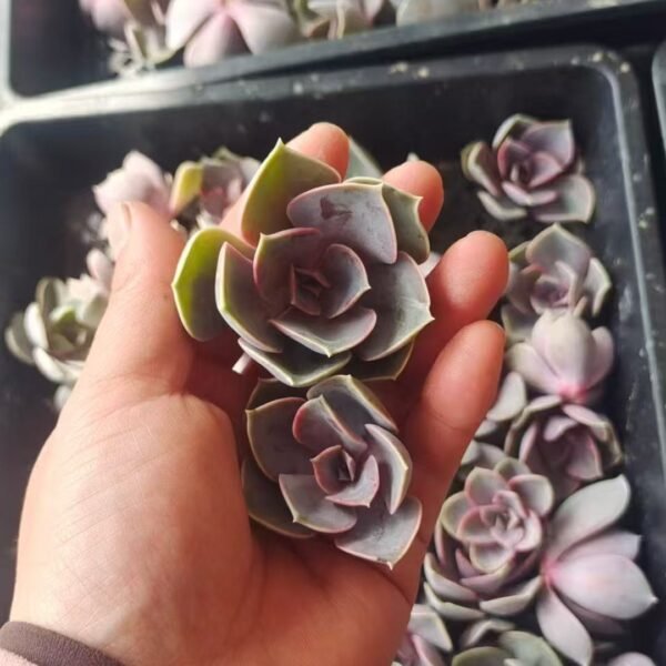 064. Echeveria ‘Perle von Nürnberg’