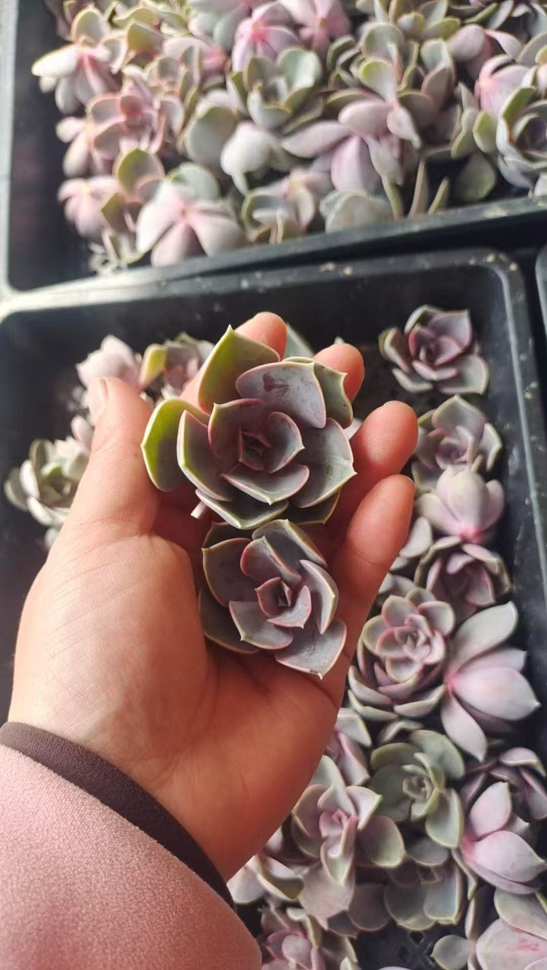 Echeveria 'Perle von Nürnberg'