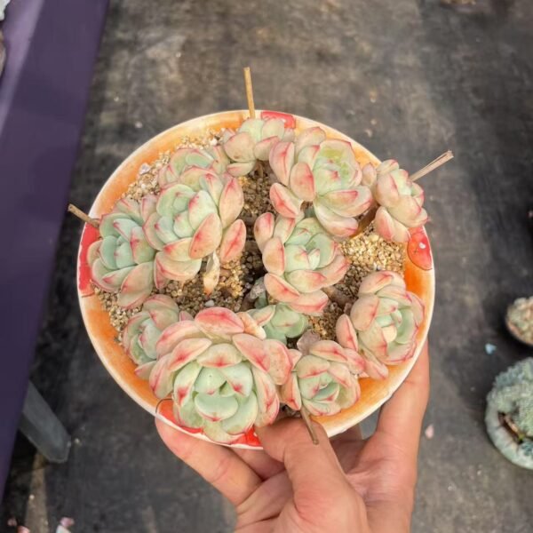 267. Sedeveria ‘Pudgye’