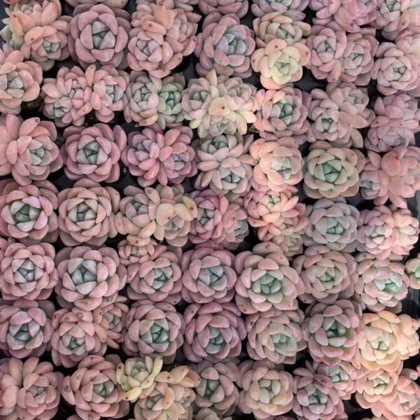 112. Echeveria “Houmeng”