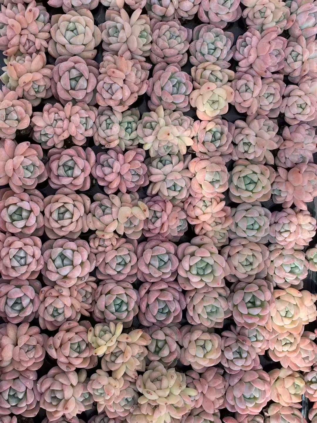 Echeveria "Houmeng"
