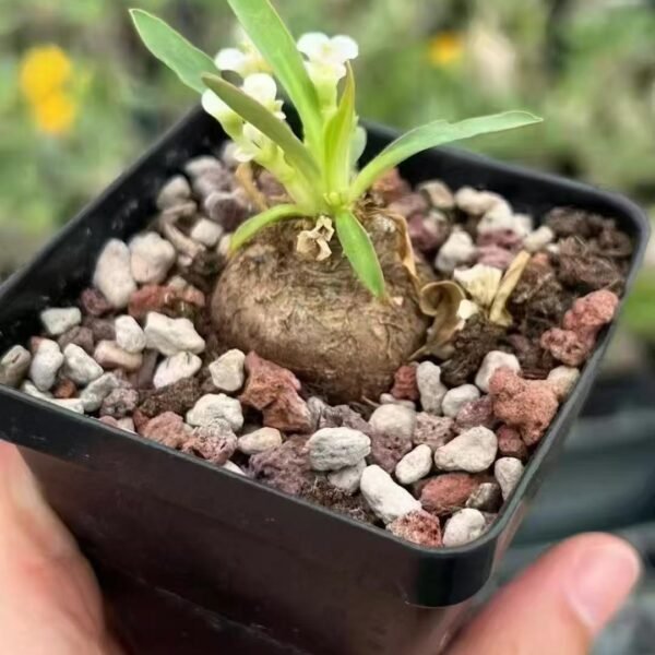 015. Euphorbia itremensis