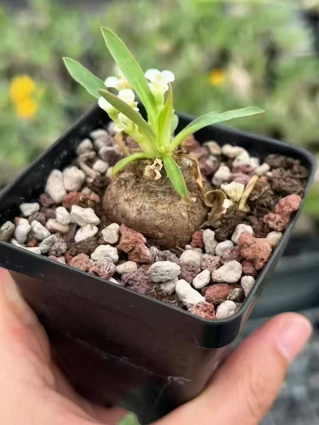 Euphorbia itremensis