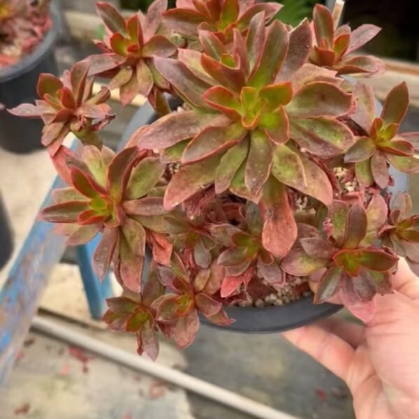 073. Pachyphytum Captain Jessop