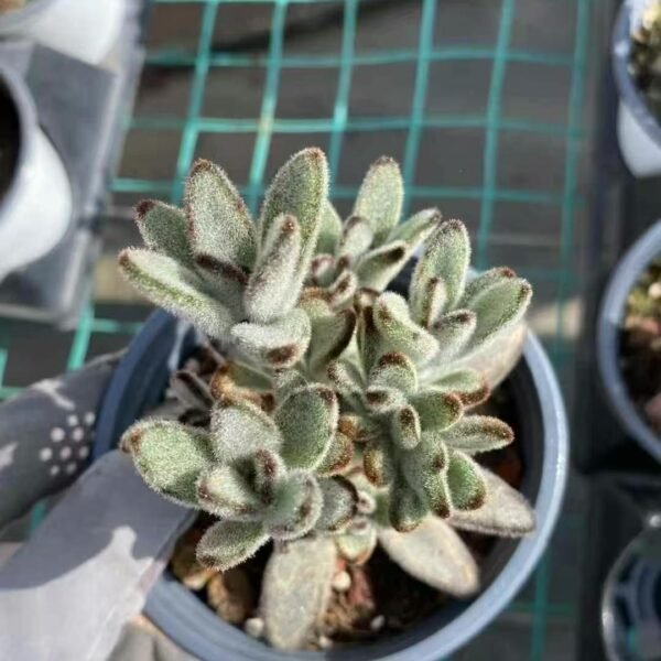 010. Kalanchoe tomentosa