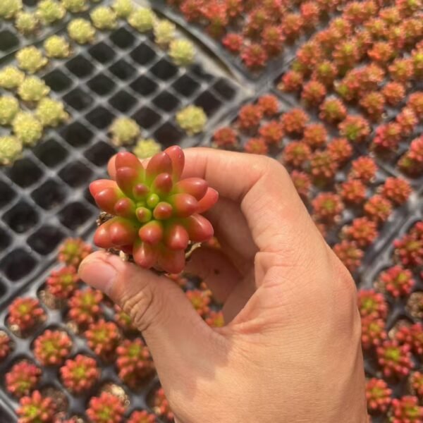 057. Sedum × rubrotinctum R.T.Clausen