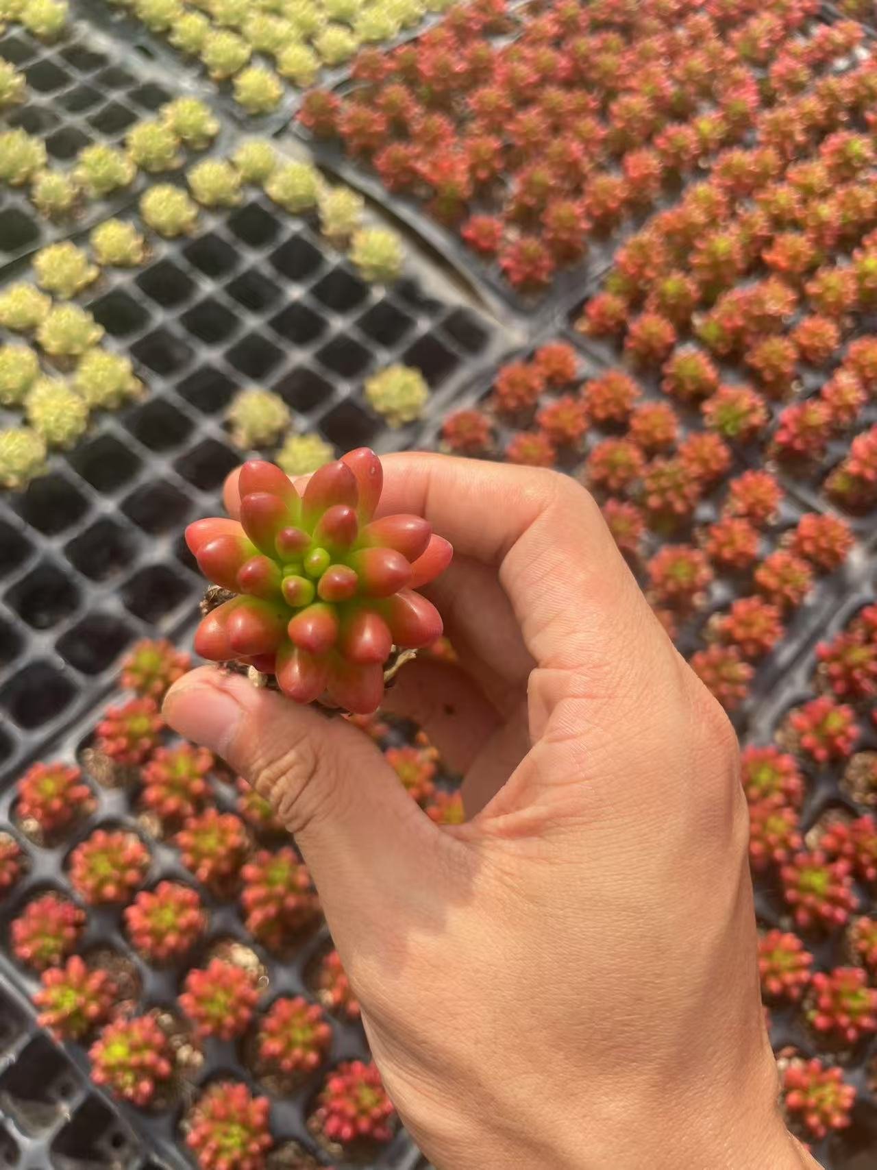 Sedum × rubrotinctum R.T.Clausen