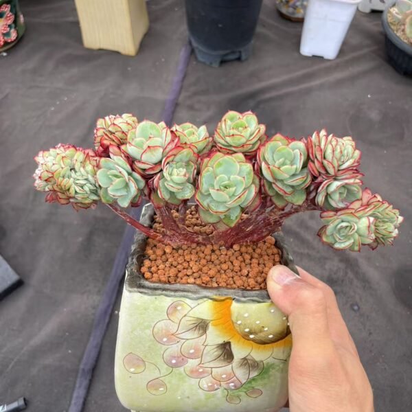 099. Graptoveria titubans