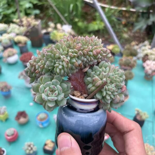 Echeveria ‘Hani’