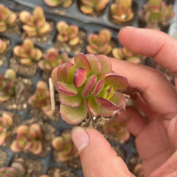 132. Crassula ovata ‘Minima’