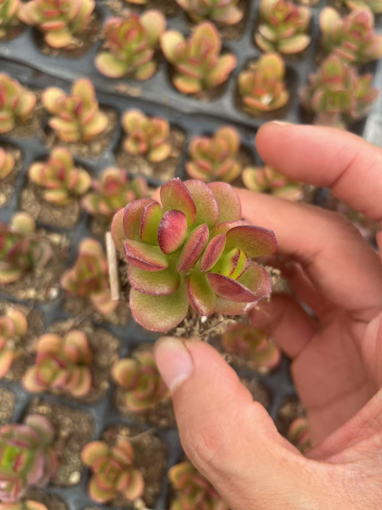 Crassula ovata 'Minima'