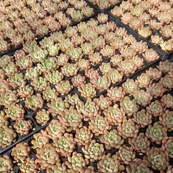 201. Sedeveria ‘Pink Ruby’