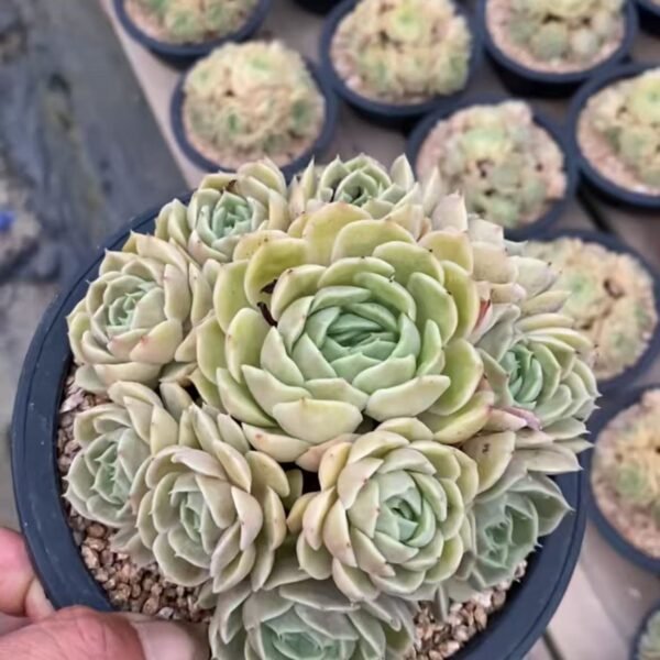 002. Echeveria ‘Onslow’