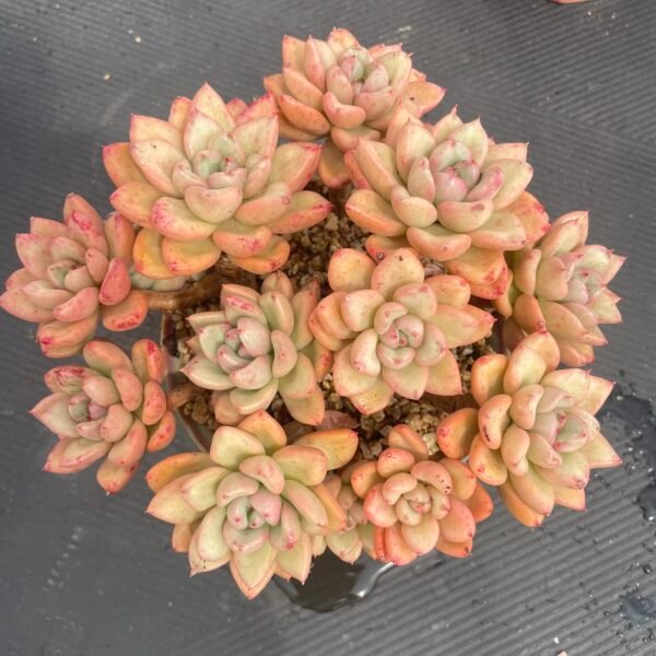 Graptoveria ‘Avocado Cream’