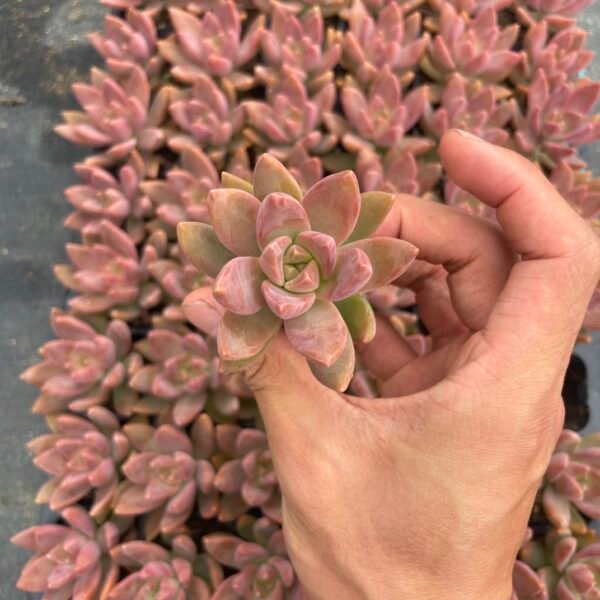009. Graptosedum ‘Bronze’