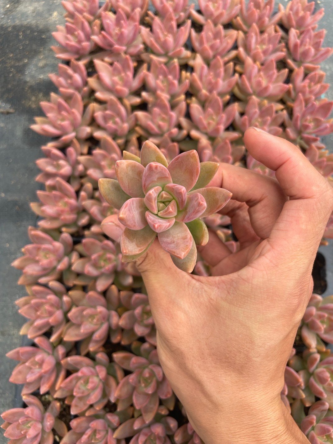 Graptosedum 'Bronze'