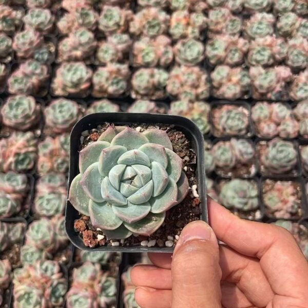 010. Echeveria ‘Alba Beauty’