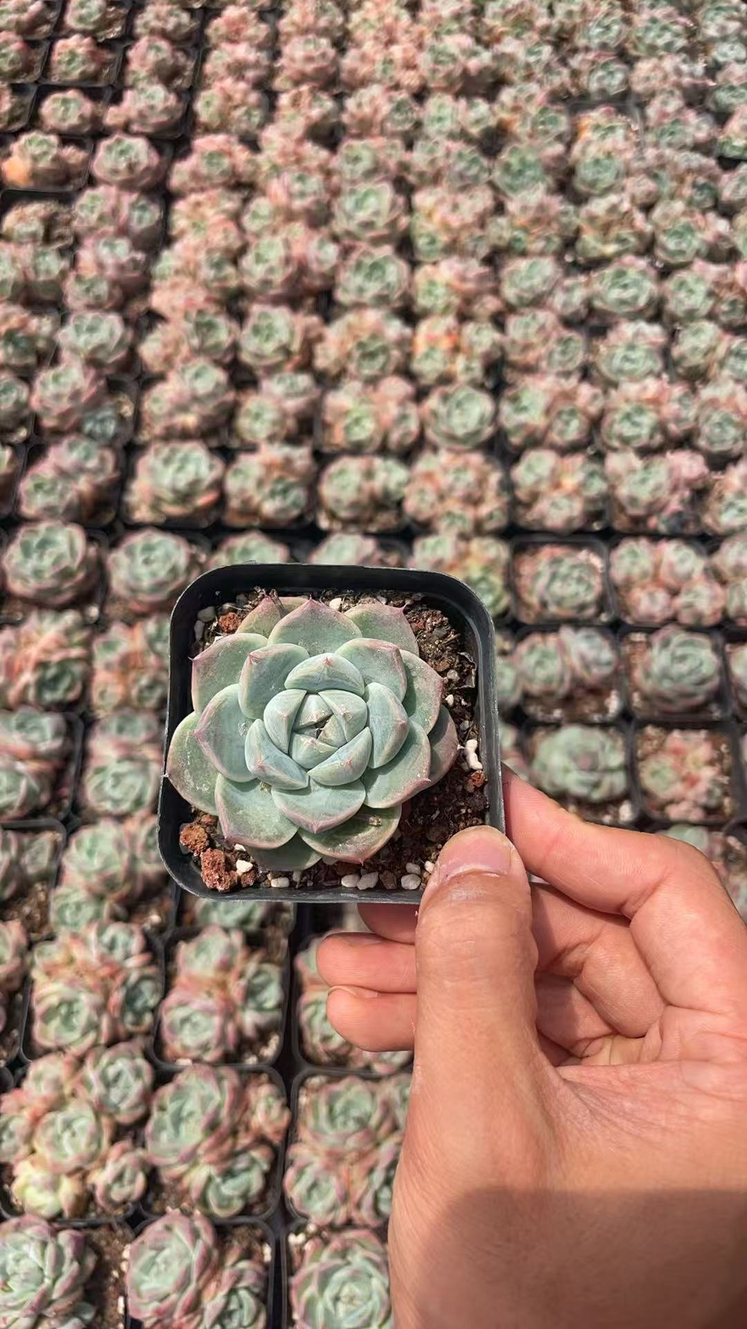Echeveria 'Alba Beauty'