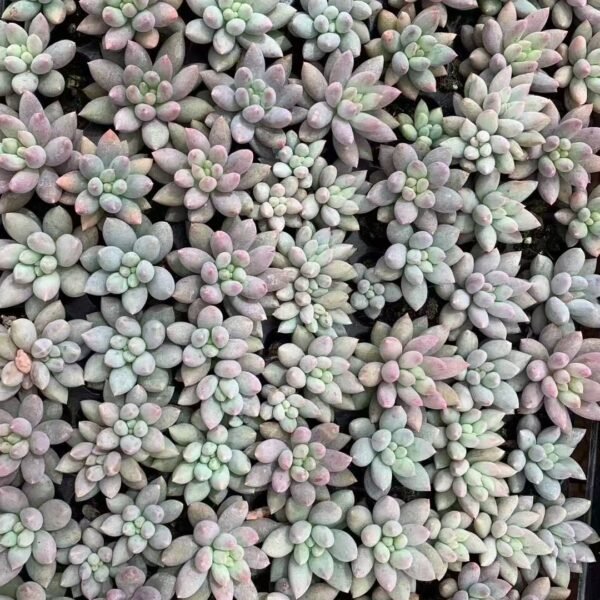 083. Pachyveria ‘Angel’s Finger’