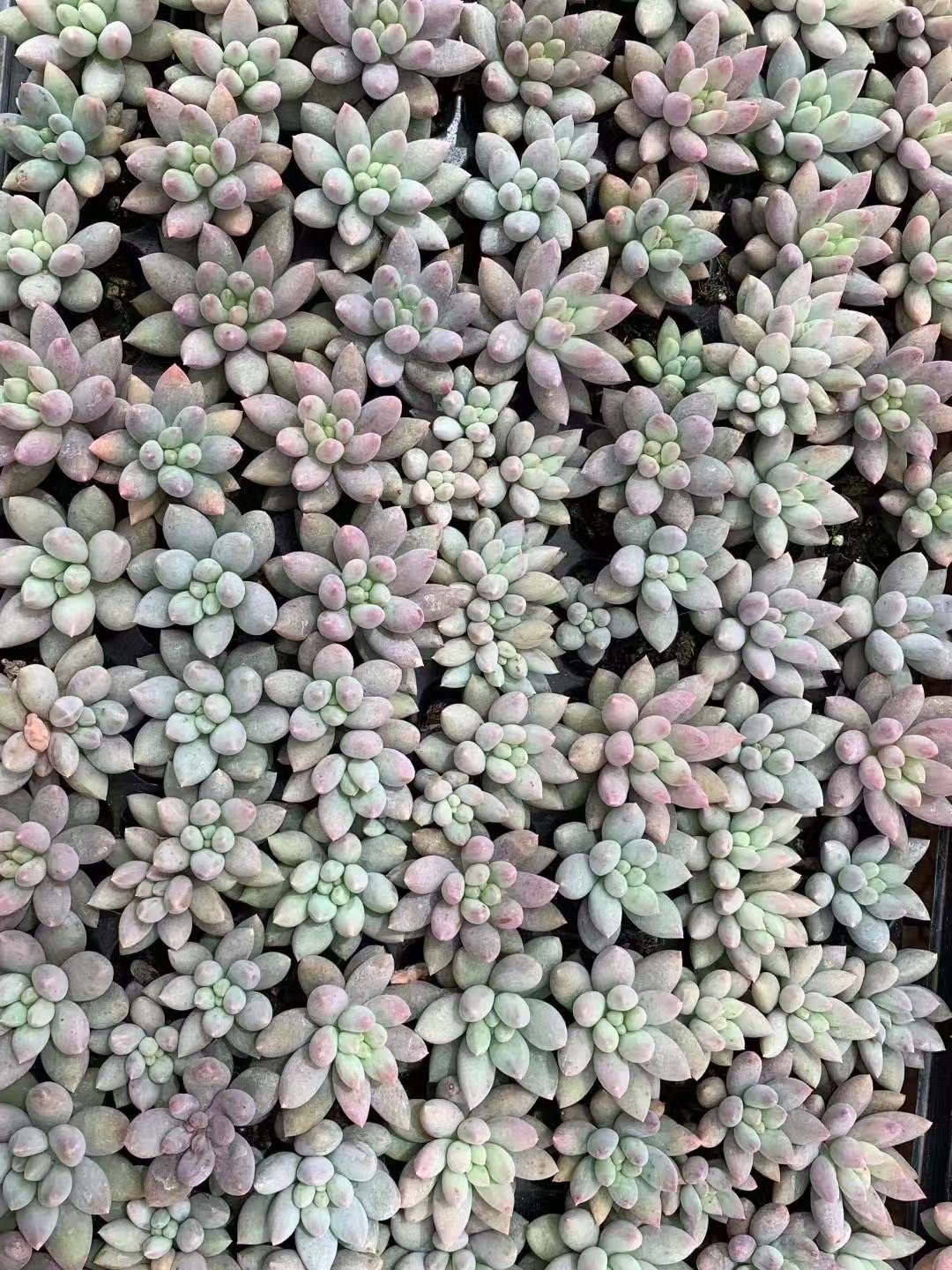 Pachyveria 'Angel's Finger'