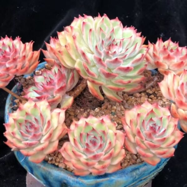 141. Echeveria ‘Pink Tips’