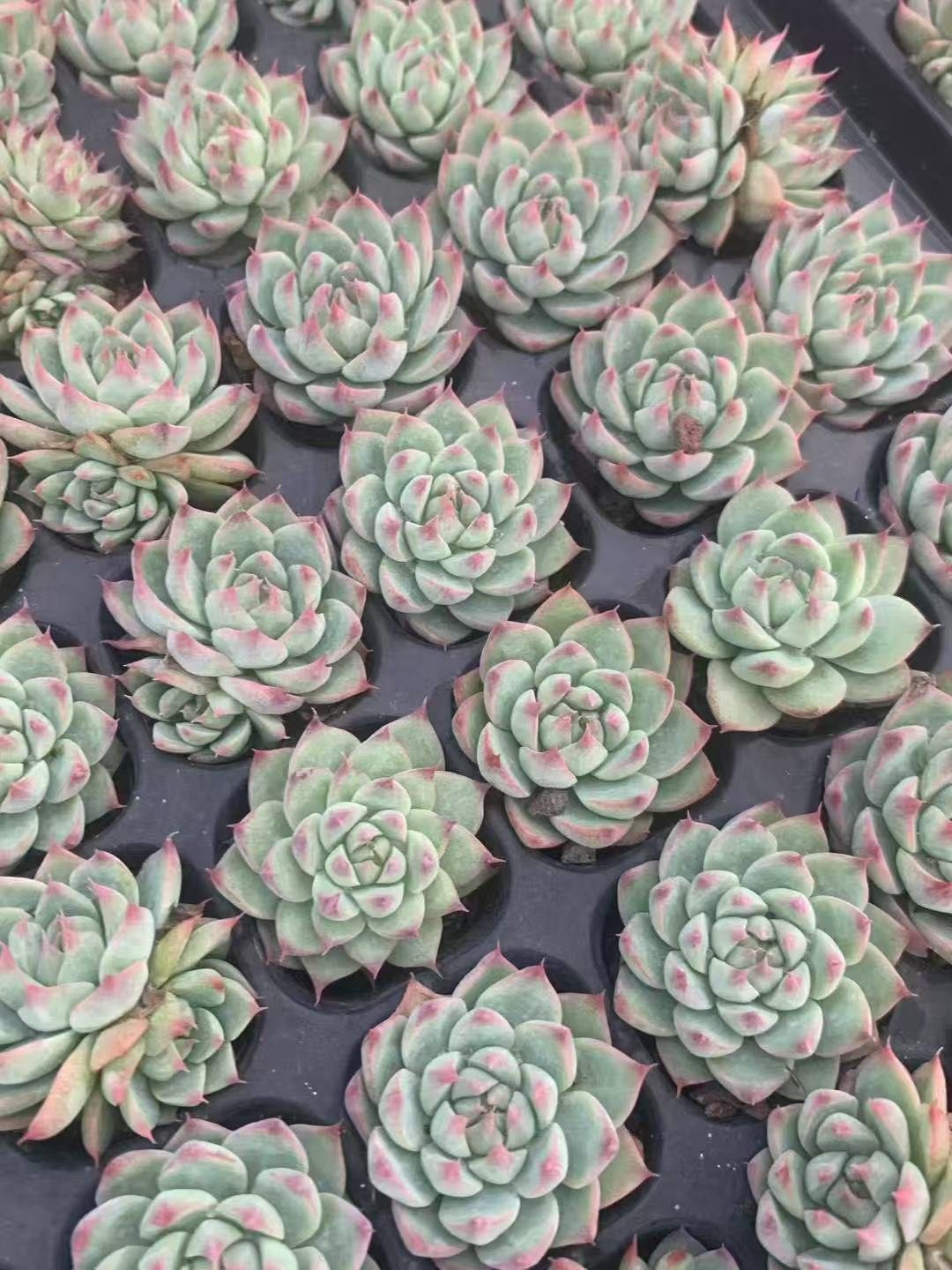 Echeveria 'Bai Ji'