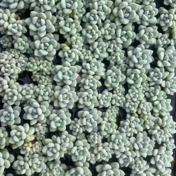 116. Pachyphytum ‘Bubble Gum’ Facebook