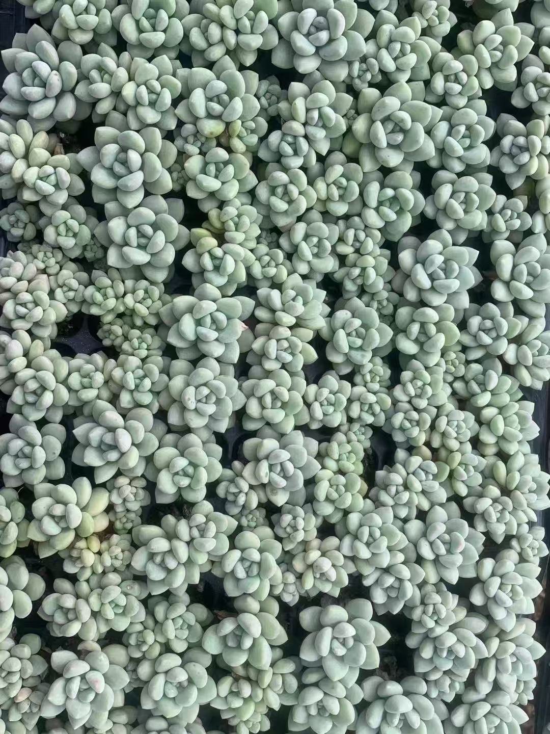 Pachyphytum 'Bubble Gum' Facebook