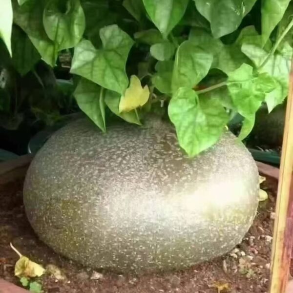 002. Cephalopentandraecirrhosa