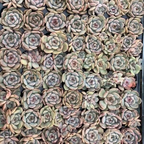 208. Echeveria ‘Red Love’