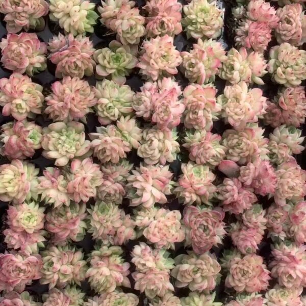 023. Echeveria cv. Black Swan