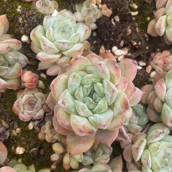 004. Echeveria ‘Apparition