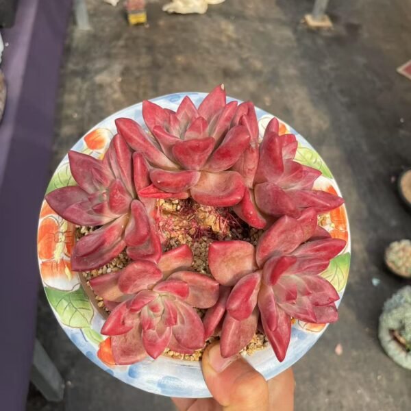 076. Echeveria ‘Hephaestus’