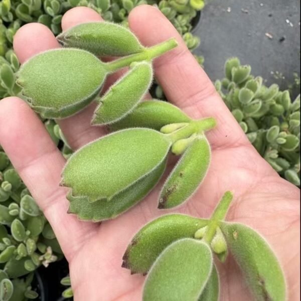 030. Cotyledon tomentosa