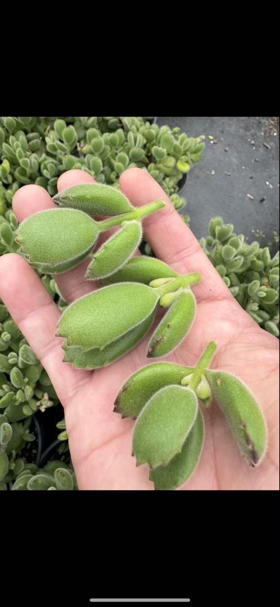 ae6fb9fde6603597e2aca1fd28d3e3d