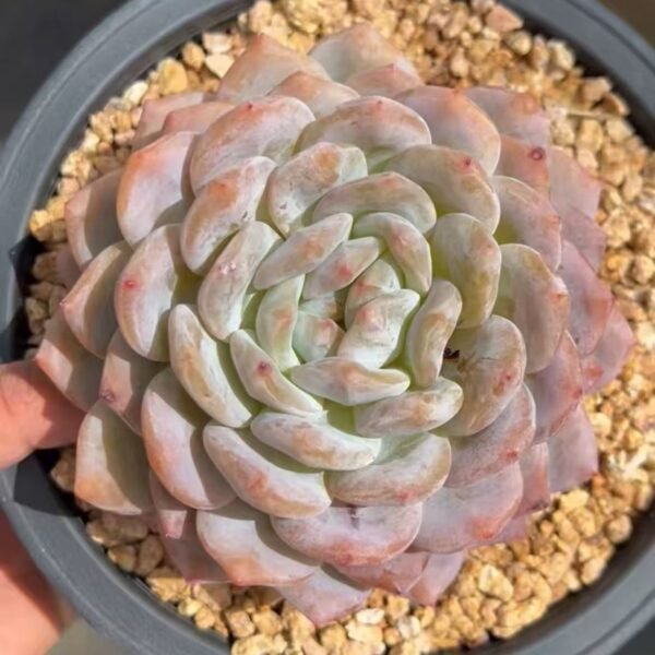 Echeveria ‘Orange’
