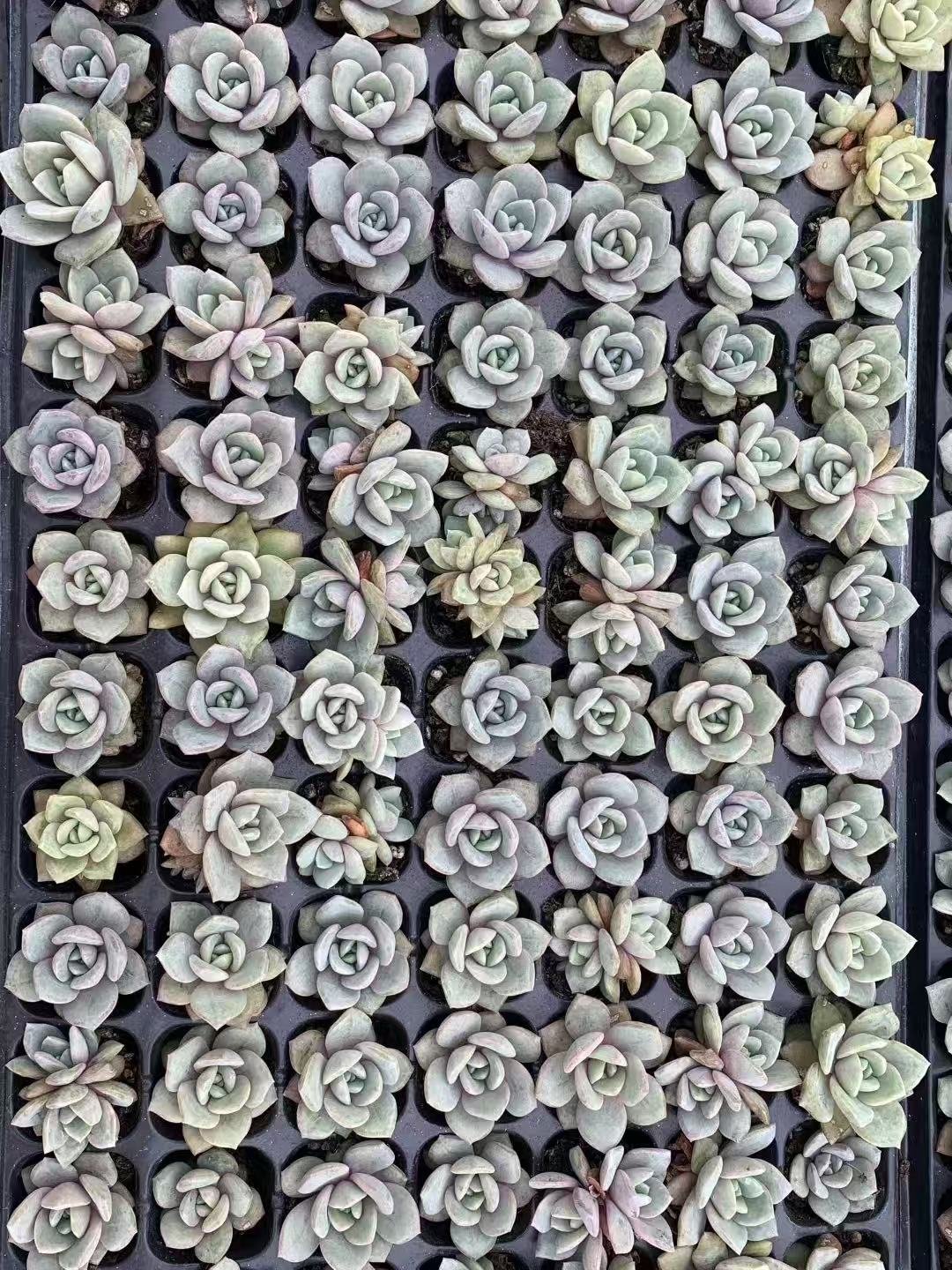 Echeveria 'Gerhard Koehres' Shopee Malaysia