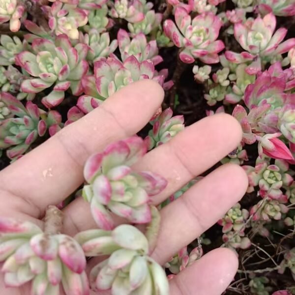 075. Echeveria ‘Minibelle Variegata’