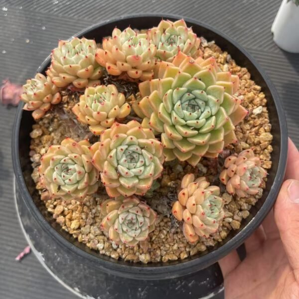 Echeveria ‘Sara Himebotan’